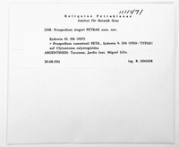 Image of Prospodium singeri